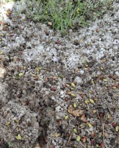 ŞANLIURFA (AA) – Şanlıurfa'nın Bozova ilçesinde dolu, bazı tarım alanlarına