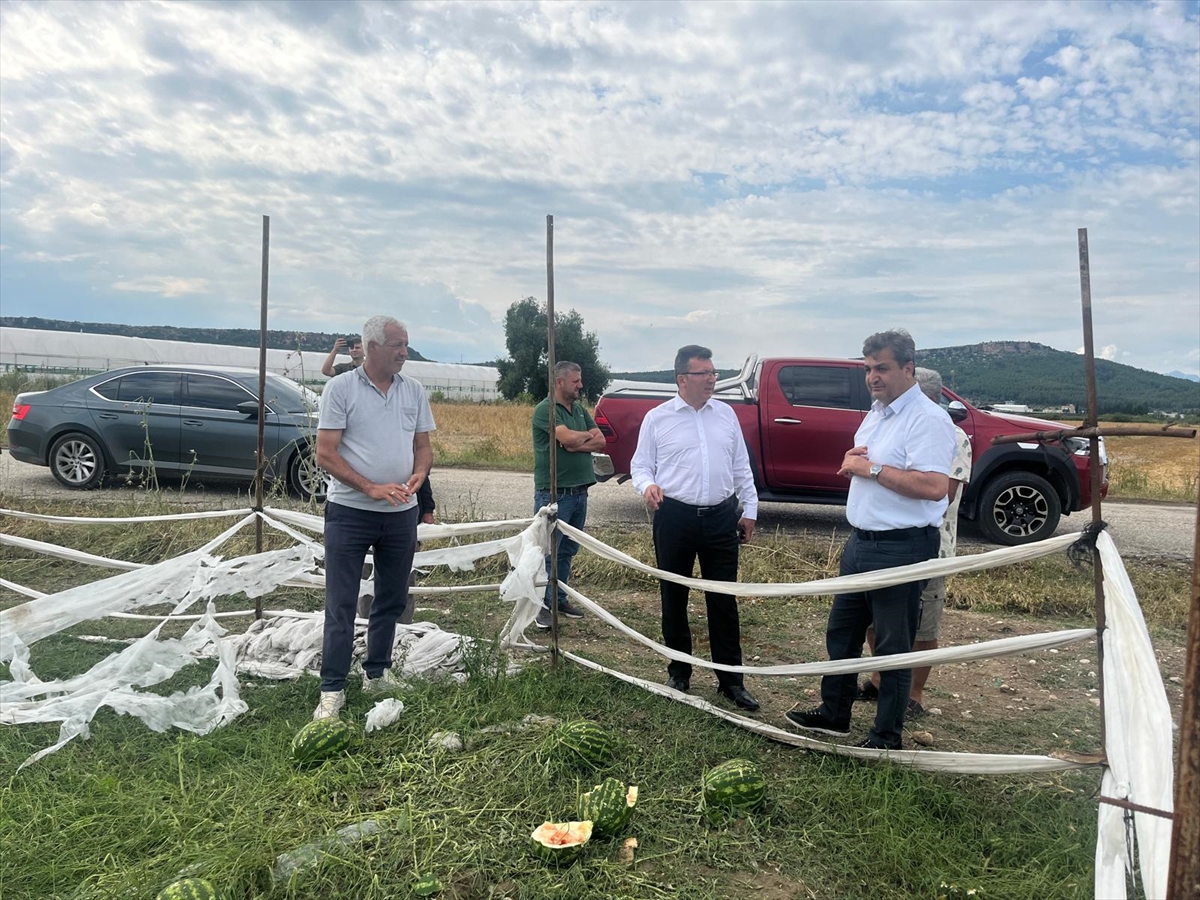 Serik'te sağanak ve dolunun zarar verdiği alanlarda hasat tespit çalışması yapılıyor