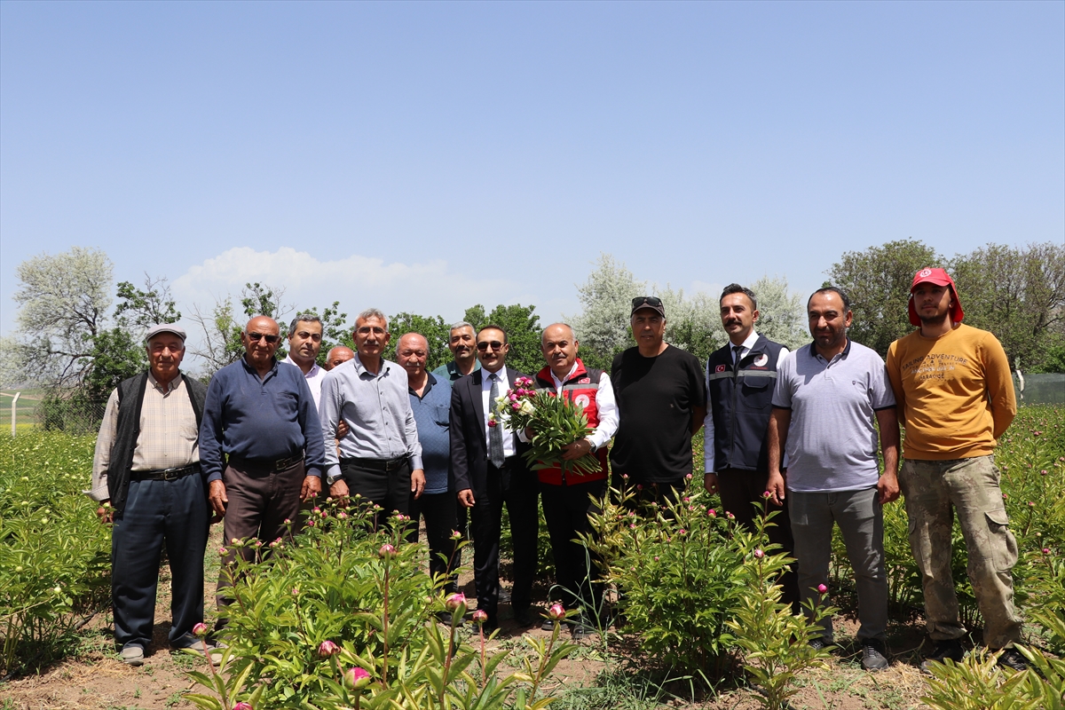 Sivas'ta şakayık hasadı yapıldı