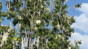 - Uzman Dr. Atlı, polen yoğunluğuna karşı şikayet eden hastaların