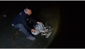 VAN (AA) – Van'ın Tuşba ve Muradiye ilçelerinde kaçak inci