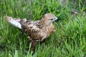 VAN (AA) – YILMAZ KAZANDIOĞLU – Van Yüzüncü Yıl Üniversitesi