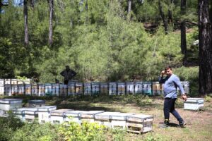 MUĞLA (AA) – MUSTAFA ÇALKAYA – DURMUŞ GENÇ – Muğla'da