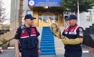 YOZGAT (AA) – Yozgat'ın Sorgun ilçesinde jandarma ekiplerince yaralı bulunan