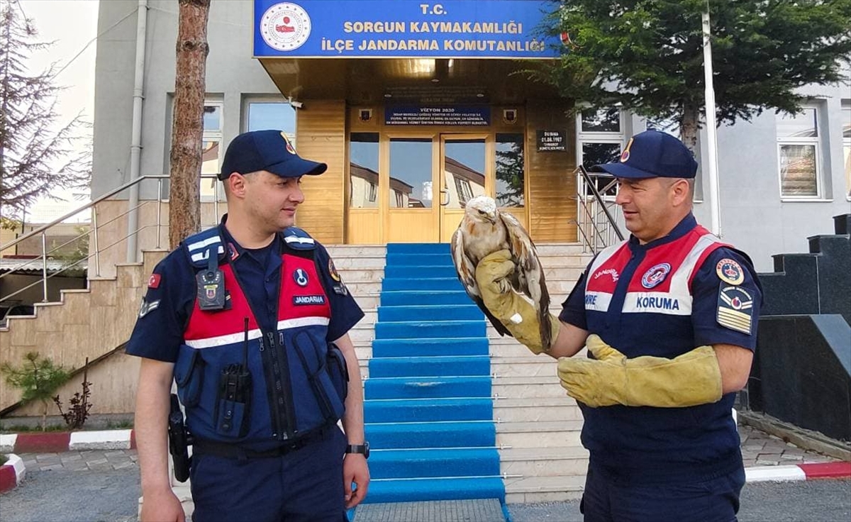 Yozgat'ta jandarmanın yaralı halde bulduğu şahin tedaviye alındı