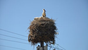 MUŞ (AA) – Havanın ısınmasıyla Muş’a gelen leylekler, yumurtadan çıkan