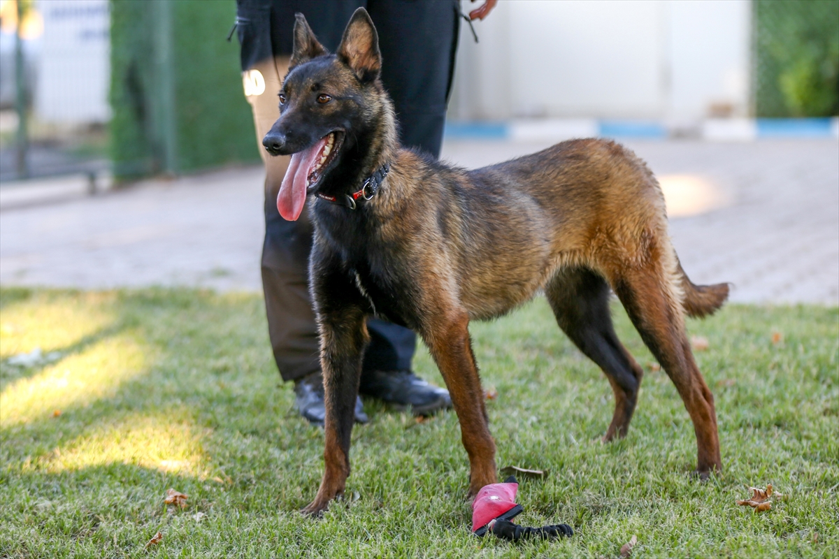 AA'nın barınaktan sahiplendiği “ŞubAAt” arama kurtarma köpeği oluyor