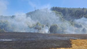 ADANA (AA) – Adana'nın Kozan ilçesinde ormanlık alanda çıkan yangına