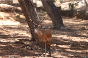 ANTALYA (AA) – Antalya Doğal Yaşam Parkı'ndaki hayvanlar, sıcak havada