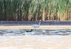 ANTALYA (AA) – Antalya'nın Boğaçayı bölgesinde, yaklaşık 4 yıllık çalışma
