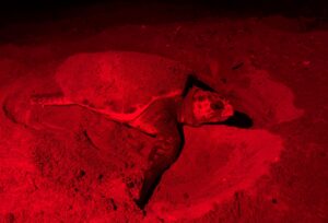 ANTALYA (AA) – SÜLEYMAN ELÇİN – Nesli tükenme tehdidi altındaki