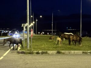 ARDAHAN (AA) – Ardahan'da yiyecek bulmak için kara yoluna inen