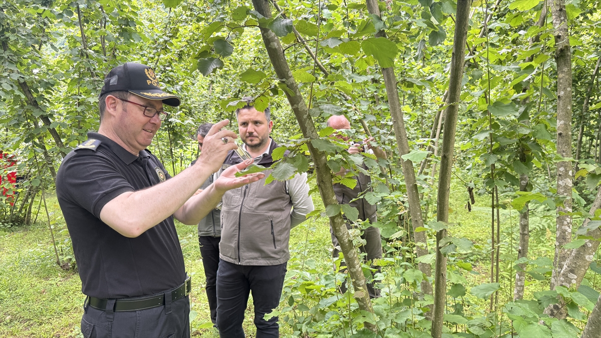Artvin'de kahverengi kokarcayla mücadele edecek samuray arıları doğaya salındı