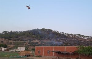 AYDIN (AA) – Aydın'ın Koçarlı ilçesinde çam fıstığı ağaçlarının bulunduğu