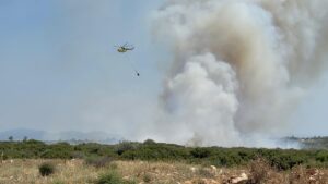 AYDIN (AA) – Aydın'ın Didim ilçesinde makilik alanda çıkan bir