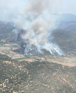 AYDIN (AA) – Aydın'ın Söke ilçesinde zeytin ağaçlarının bulunduğu alanda