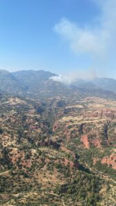 AYDIN (AA) – Aydın'ın Efeler ve Bozdoğan ilçelerinde çam ağacı,