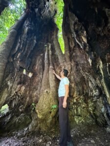 BARTIN (AA) – Bartın'da yaklaşık 500 yıllık olduğu tahmin edilen