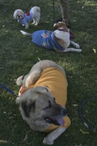 ANKARA (AA) – Ankara'da, kaza, doğal afet ve şiddet gibi