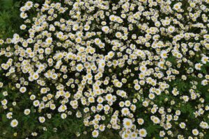 BAYBURT (AA) – Bayburt'ta karların erimesiyle debisi yükselen Sırakayalar Şelalesi,