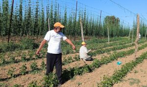 - Üreticiler, bu yıl yaklaşık 1500 ton ürün bekliyor