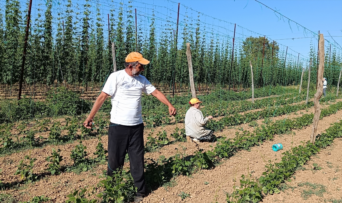 Bilecik'te tescilli boncuk fasulye üreticilerinin iplikleme mesaisi başladı