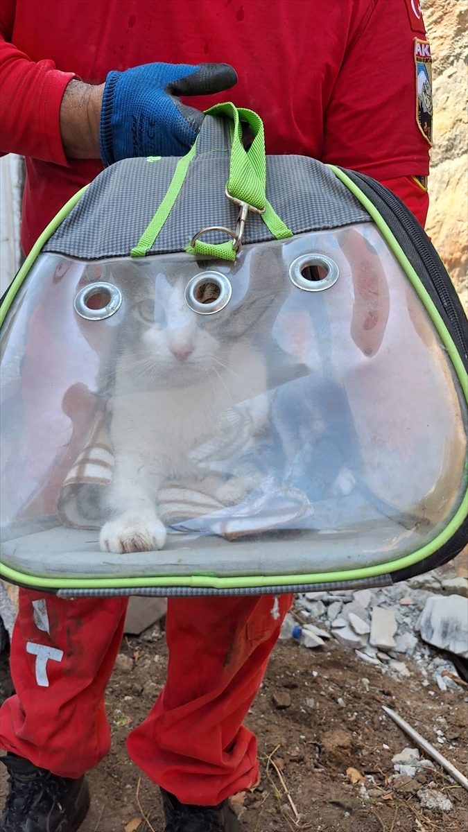 Bodrum'da apartmanın duvar boşluğunda mahsur kalan kedi kurtarıldı