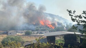 MUĞLA (AA) – Muğla'nın Bodrum ilçesinde makilik alanda çıkan ve