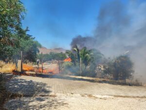 MUĞLA (AA) – Muğla'nın Bodrum ilçesinde makilik ve otluk alanda