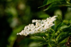 SAKARYA (AA) – Sakarya'nın Kocaali ve Hendek ilçeleri arasında kalan