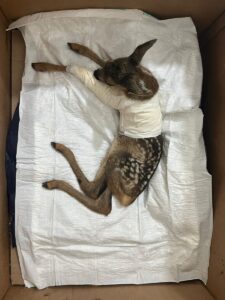 ÇANKIRI (AA) – Çankırı'da yaralı karaca yavrusu, tedavi altına alındı.