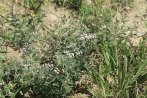 ÇANKIRI (AA) – Çankırı Karatekin Üniversitesi (ÇAKÜ) Gıda ve Tarım