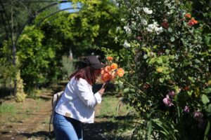 EDİRNE (AA) – Edirne'de kokulu, rengarenk çiçek ve bitkilerin yer