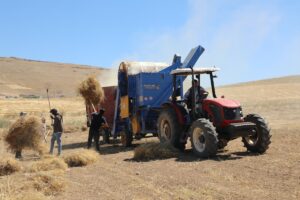 ELAZIĞ (AA) – Elazığ'da, hasadına başlanan kırmızı mercimekte 2 bin