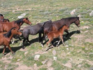 AFYONKARAHİSAR (AA) – Afyonkarahisar'ın Emirdağ ilçesindeki yılkı atları, doğal yaşam