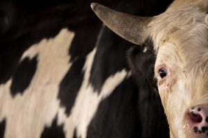 ERBİL (AA) – Irak’ın Erbil kentinde Kurban Bayramı öncesinde hayvan