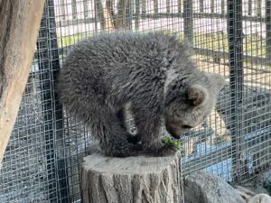 SAKARYA (AA) – Erzurum'da doğada yaralı halde bulunan yavru boz