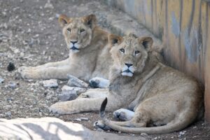 GAZİANTEP (AA) – Barındırdığı hayvan türleri ve büyüklüğü ile dünyanın
