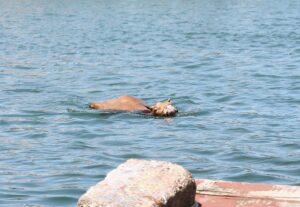 GİRESUN/BURSA (AA) – Giresun ve Bursa'da sahiplerinin elinden kaçan kurbanlıklar,