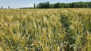 IĞDIR (AA) – Tarım ve Orman Bakanlığının yüzde 50 hibe