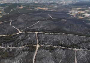 İZMİR (AA) – İzmir'in Aliağa ilçesinde başlayıp Foça'ya sıçrayan orman