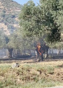 İZMİR (AA) – İzmir'in Bayındır ilçesinde zeytin ağaçlarının bulunduğu alanda