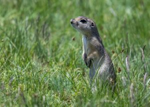 KARS (AA) – Kars'ın Susuz ilçesinde, "Anadolu gelengisi" olarak da