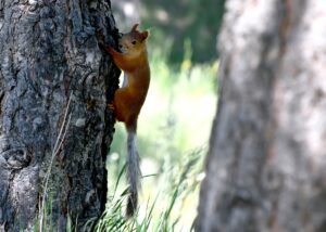 KARS (AA) – Sarıçam ormanlarıyla birçok yaban hayvanına barınma ve