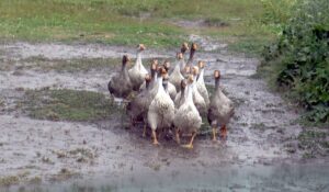 KARS (AA) – Kars'ın Kağızman ve Sarıkamış ilçelerinde kuvvetli sağanak