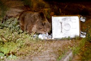 KARS (AA) – Kars'ın Sarıkamış ilçesinde mahalleye inen bozayılar, çöp