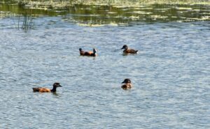 KARS (AA) – Kars'ın Sarıkamış ilçesinde yumurtadan çıkan angut yavruları,