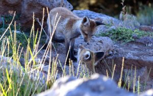 KARS (AA) – Kars'ın Sarıkamış ilçesinde yuvalarından çıkan kızıl tilki