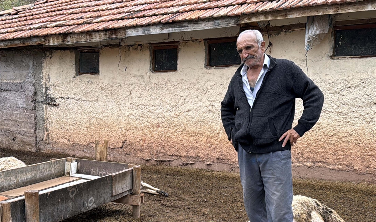 Kırıkkale'de kurtların saldırdığı 18 küçükbaş telef oldu