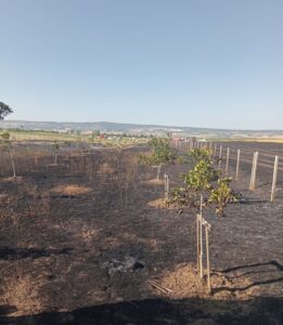 KIRKLARELİ (AA) – Kırklareli'nin Vize ilçesinde çıkan yangında 12 dekar